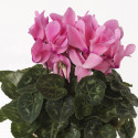 Cyclamen Merita