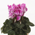 Cyclamen Merita