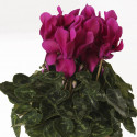 Cyclamen Merita