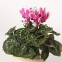 Cyclamen Merita