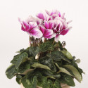 Cyclamen Merita