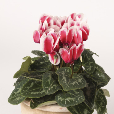 Cyclamen Merita...