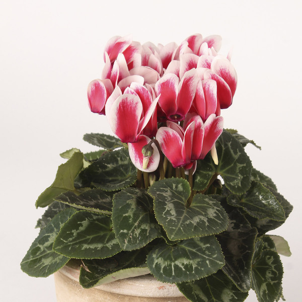 Cyclamen Merita