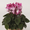 Cyclamen Merita