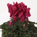 Cyclamen Merita