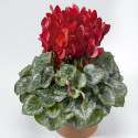 Cyclamen Midori