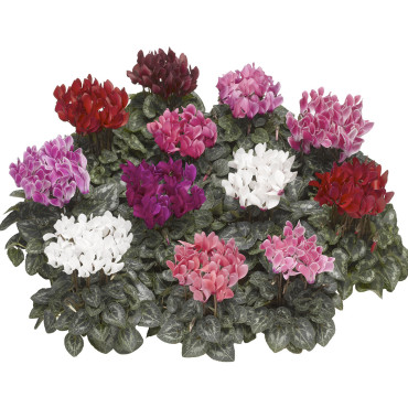 Cyclamen Midori...