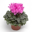 Cyclamen Midori