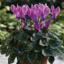 Cyclamen Midori