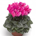 Cyclamen Midori