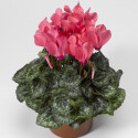 Cyclamen Midori