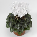 Cyclamen Midori