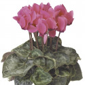 Cyclamen Perfetto