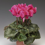 Cyclamen Perfetto...