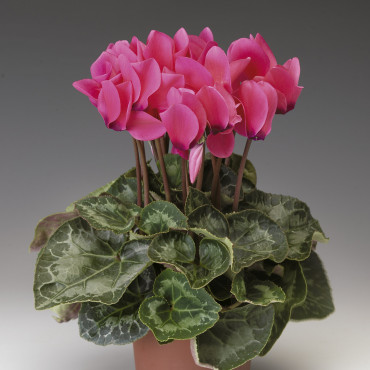 Cyclamen Perfetto...