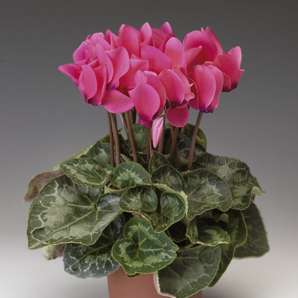 Cyclamen Perfetto