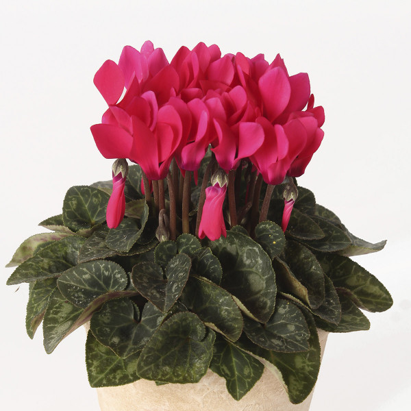 Cyclamen Picola