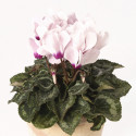 Cyclamen Picola