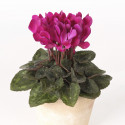 Cyclamen Picola