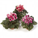 Cyclamen Picola