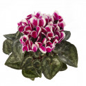 Cyclamen Picola