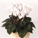 Cyclamen Picola