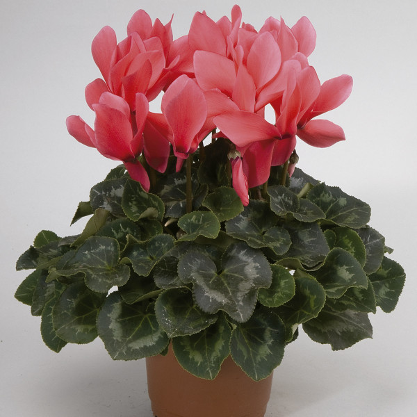 Cyclamen Rainier