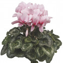 Cyclamen Rainier