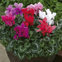 Cyclamen Rainier