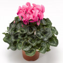 Cyclamen Rainier