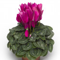 Cyclamen Rainier