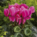 Cyclamen Rainier