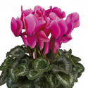 Cyclamen Rainier