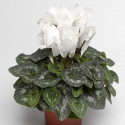 Cyclamen Rainier