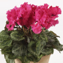 Cyclamen Rocolina