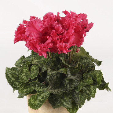 Cyclamen Rocolina...