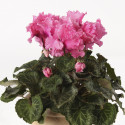 Cyclamen Rocolina