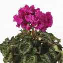 Cyclamen Rocolina