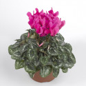 Cyclamen Seewhy