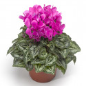 Cyclamen Seewhy