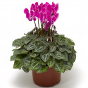 Cyclamen Seewhy