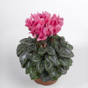 Cyclamen Seewhy