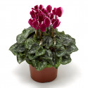 Cyclamen Seewhy