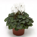 Cyclamen Seewhy