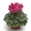 Cyclamen Seewhy