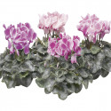 Cyclamen Sierra