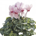 Cyclamen Sierra