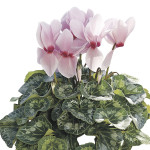 Cyclamen Sierra...