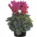 Cyclamen Sierra