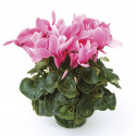 Cyclamen Sierra